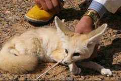 excursion-viaje-al-desierto-zorro