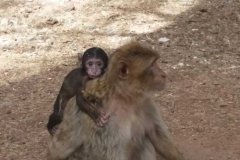 marruecos-viaje-al-desierto-monos