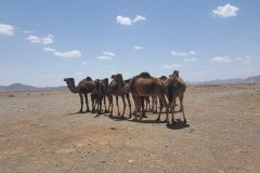 morocco-viaje-al-desierto