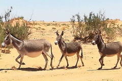 tour-viaje-al-desierto_07