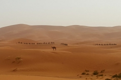 viaje-al-desierto_15